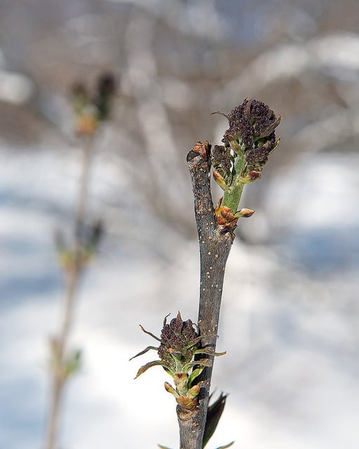 Syringa oblata