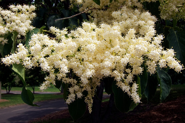 Syringa reticulata