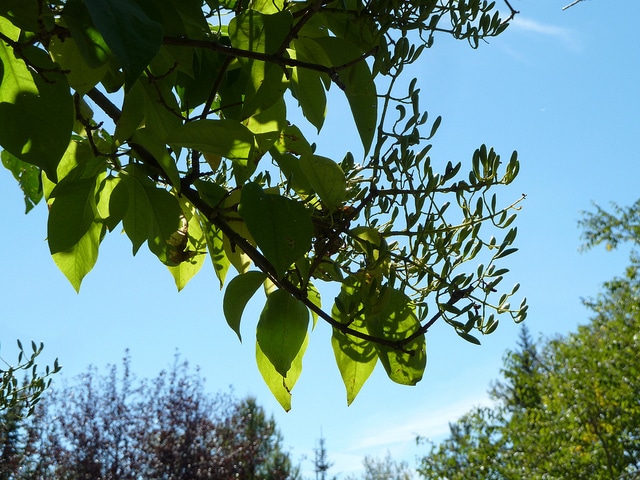 Syringa reticulata