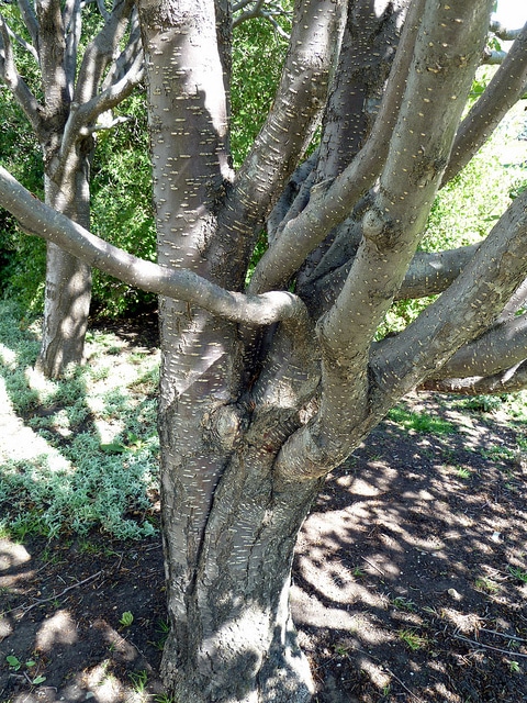Syringa reticulata
