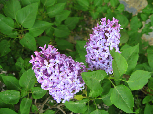 Lilas commun