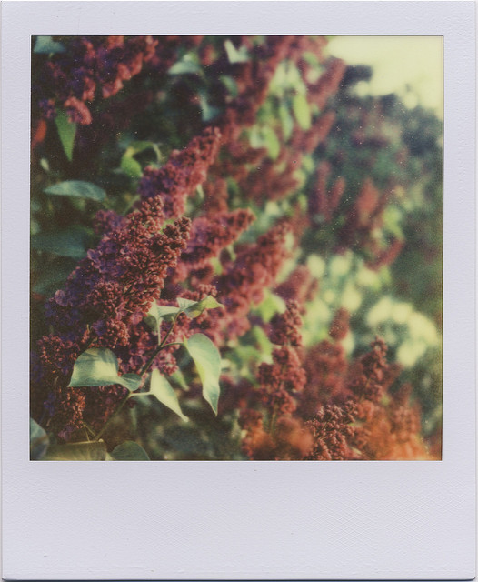Lilas commun