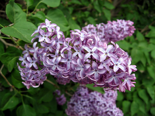 Lilas commun