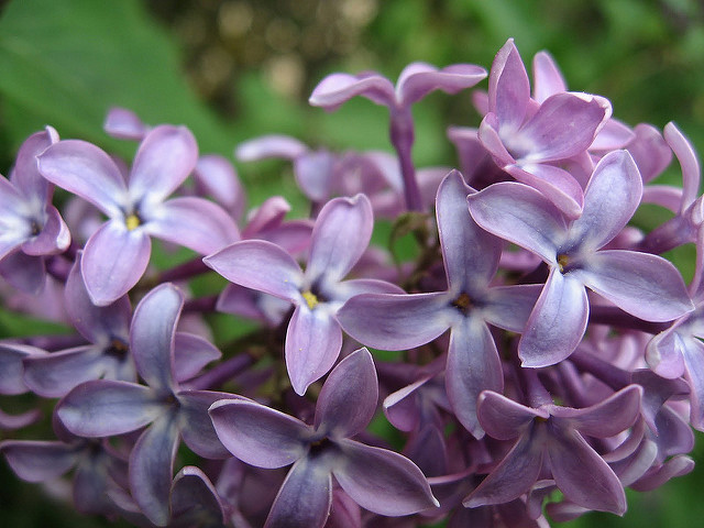 Lilas commun