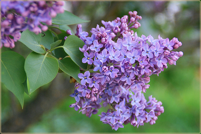 Lilas commun