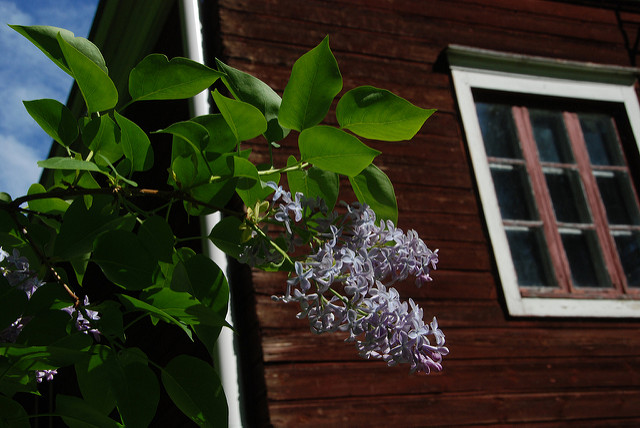 Lilas commun (Syringa vulgaris)