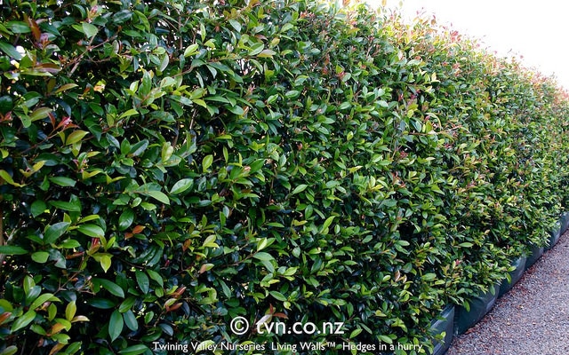 Syzygium australe