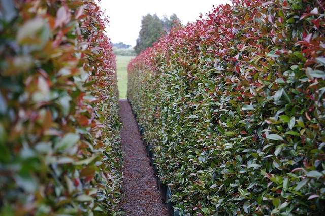 Syzygium australe