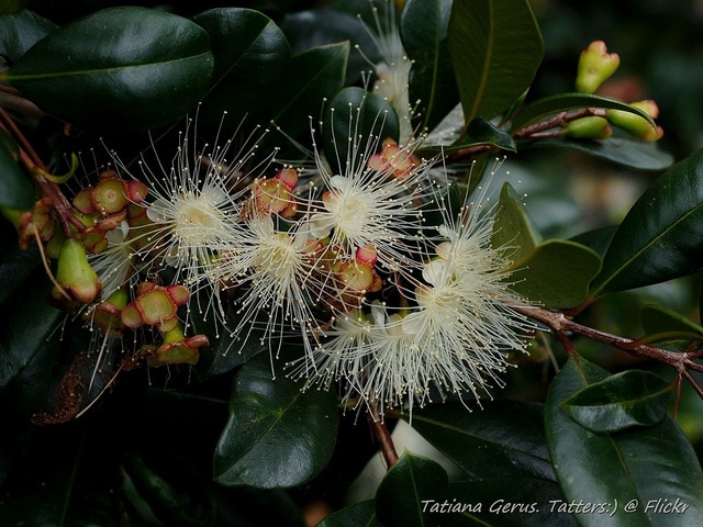 Syzygium australe