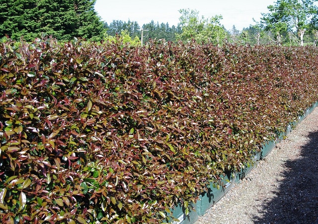 Syzygium australe
