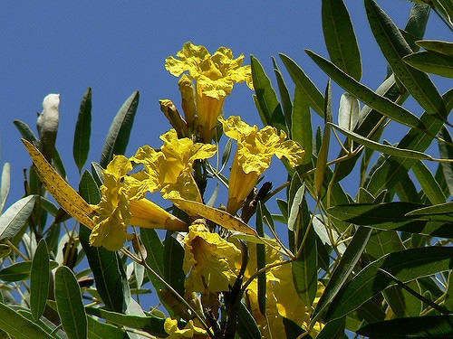 Tabebuia aurea
