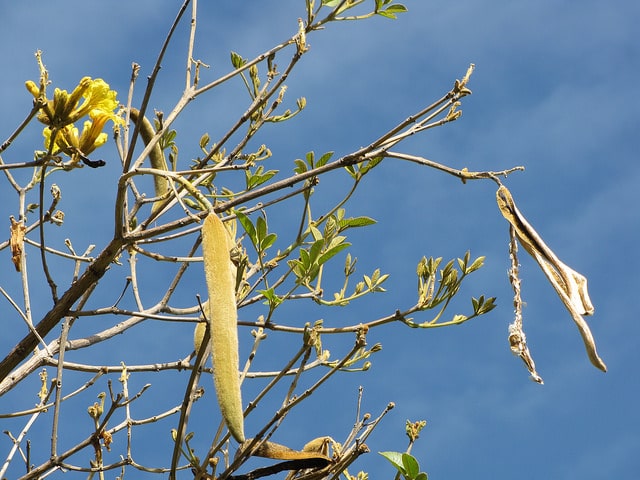 Tabebuia aurea
