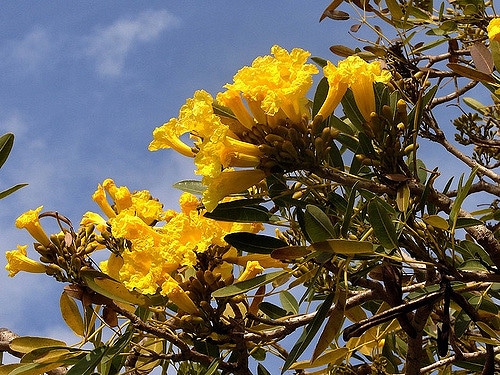 Tabebuia aurea