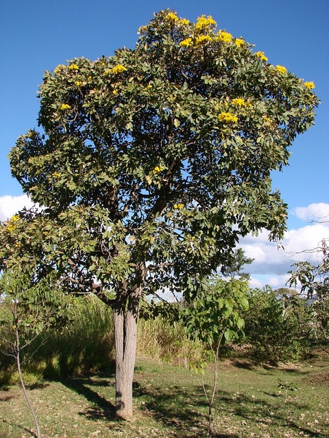 Tabebuia aurea