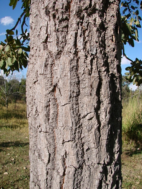 Tabebuia aurea