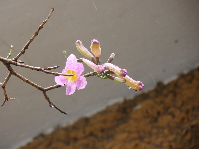 Poirier-pays (Tabebuia heterophylla)