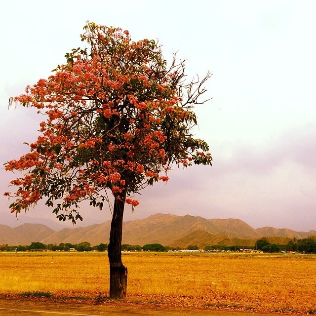 Tabebuia rosea