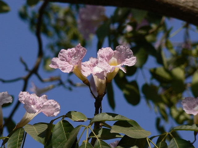 Tabebuia rosea