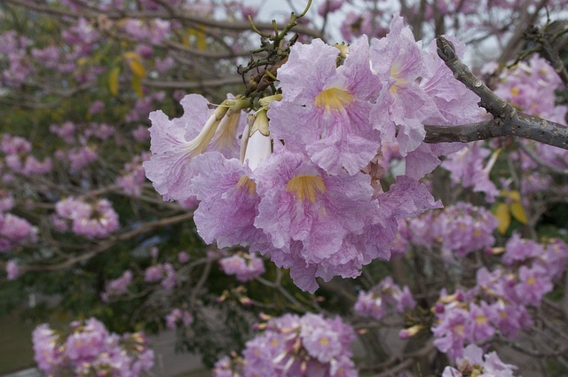 Tabebuia rosea