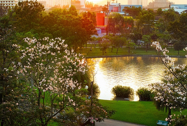 Tabebuia rosea