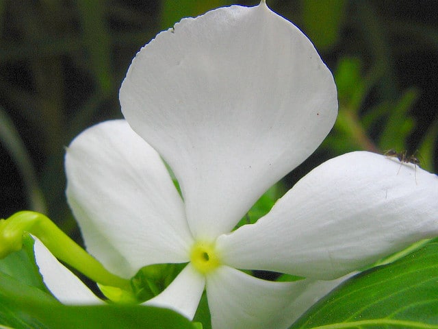 Couronne de néron