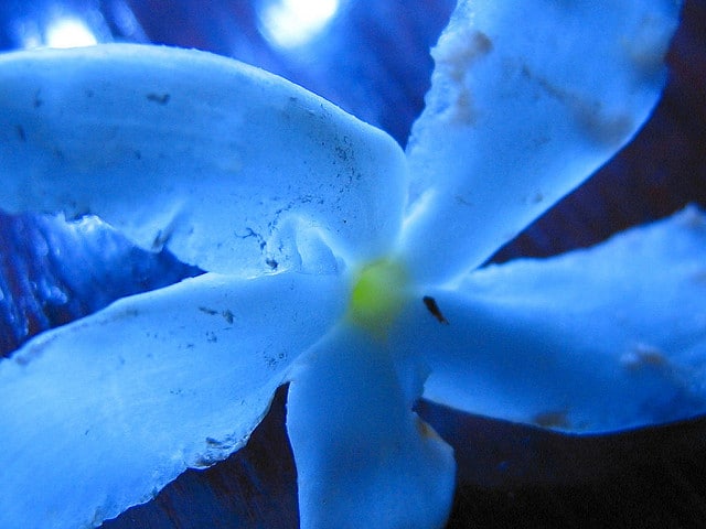 Couronne de néron (Tabernaemontana divaricata)