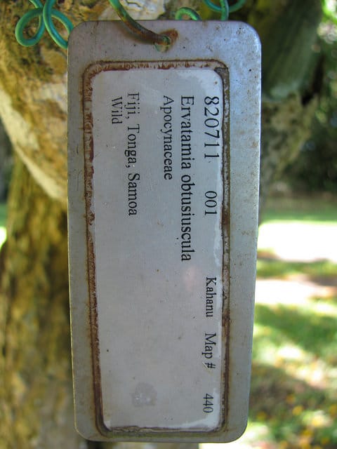 Tabernaemontana pandacaqui
