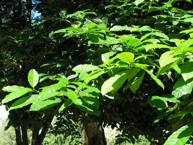 Tabernaemontana pandacaqui