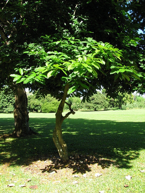 Tabernaemontana pandacaqui