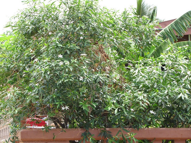 Tabernaemontana pandacaqui
