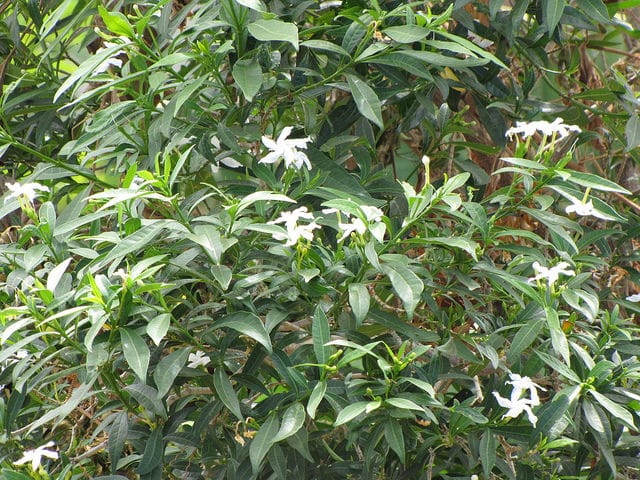 Tabernaemontana pandacaqui