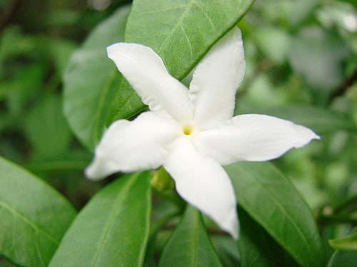 Tabernaemontana pandacaqui (Tabernaemontana pandacaqui)