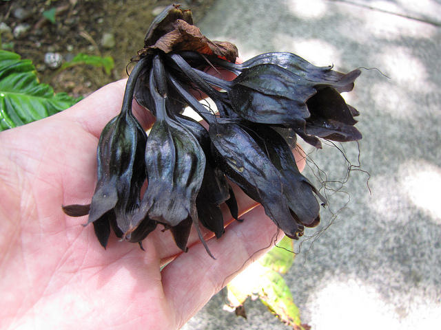 Fleur chauve-souris