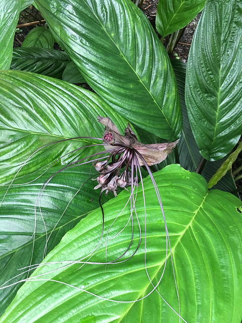 Fleur chauve-souris