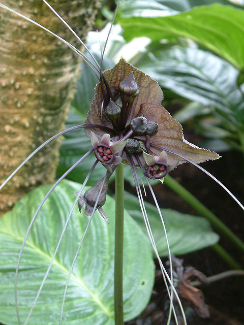 Fleur chauve-souris