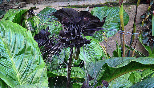 Fleur chauve-souris
