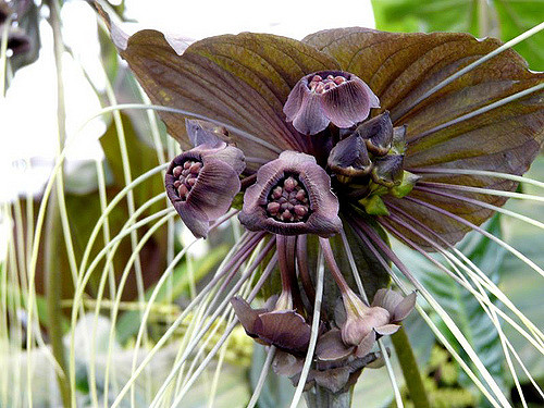 Fleur chauve-souris