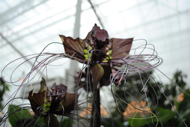 Fleur chauve-souris (Tacca chantrieri)