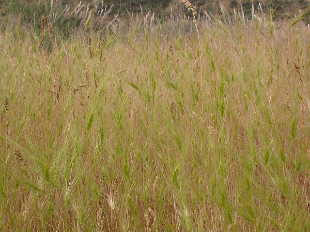 Taéniathérum tête-de-méduse