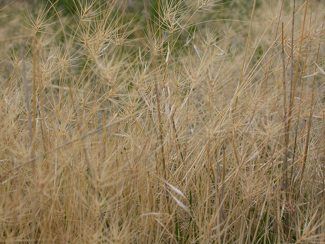 Taéniathérum tête-de-méduse