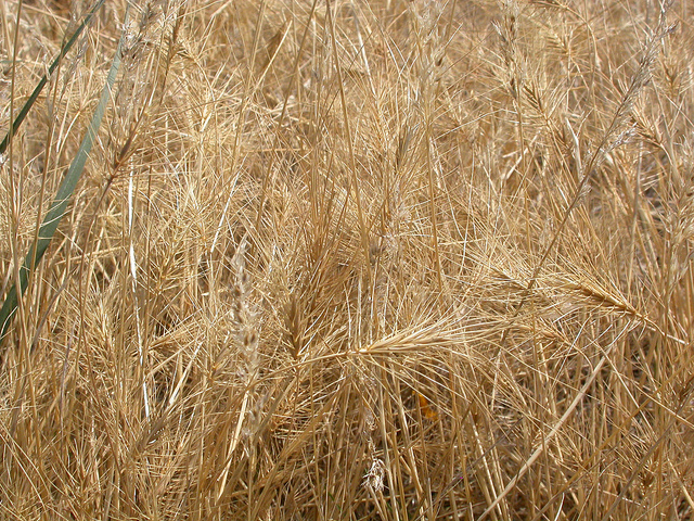 Taéniathérum tête-de-méduse