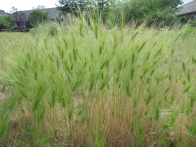 Taéniathérum tête-de-méduse (Taeniatherum caput-medusae)