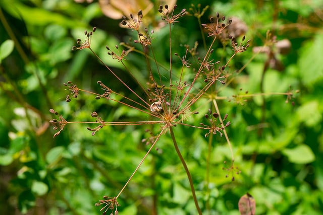 Taenidia integerrima