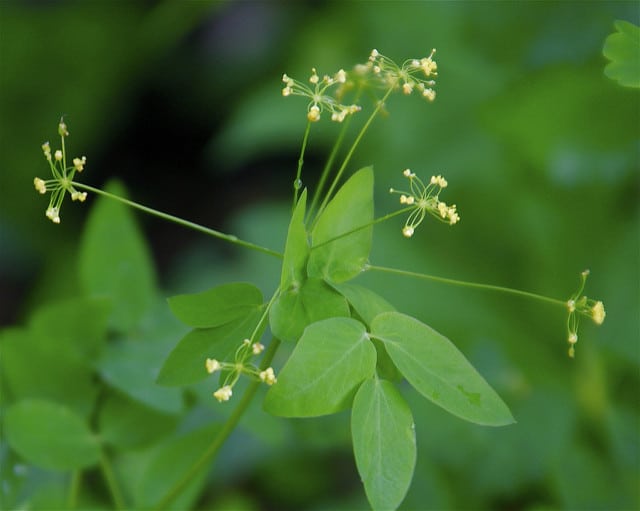 Taenidia integerrima