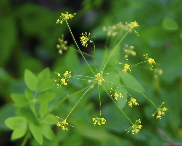 Taenidia integerrima