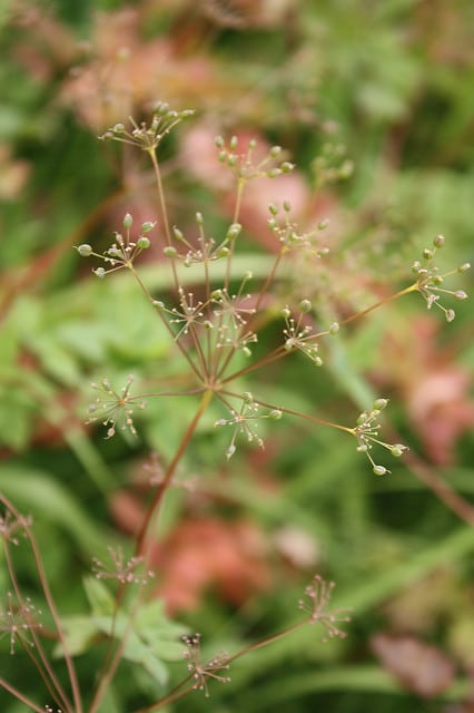 Taenidia integerrima