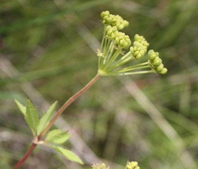 Taenidia integerrima (Taenidia integerrima)