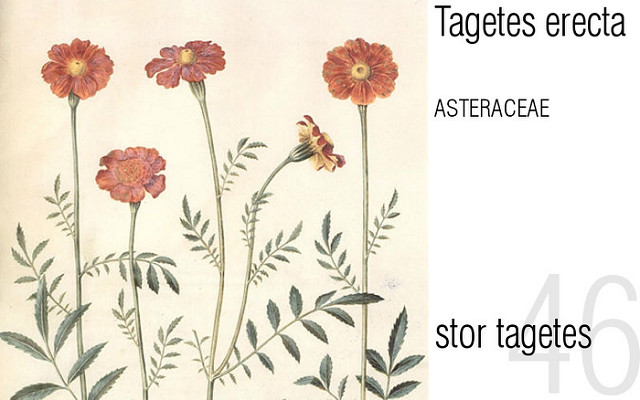 Tagetes erecta