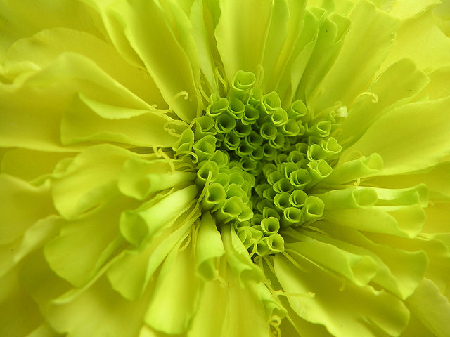 Tagetes erecta
