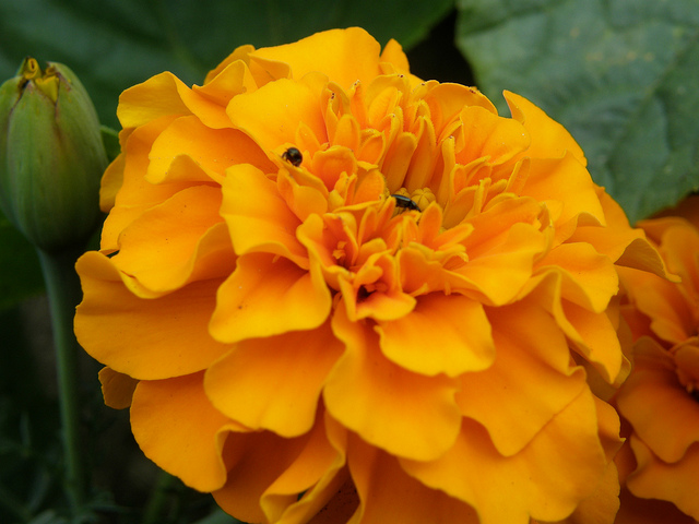 Tagetes erecta
